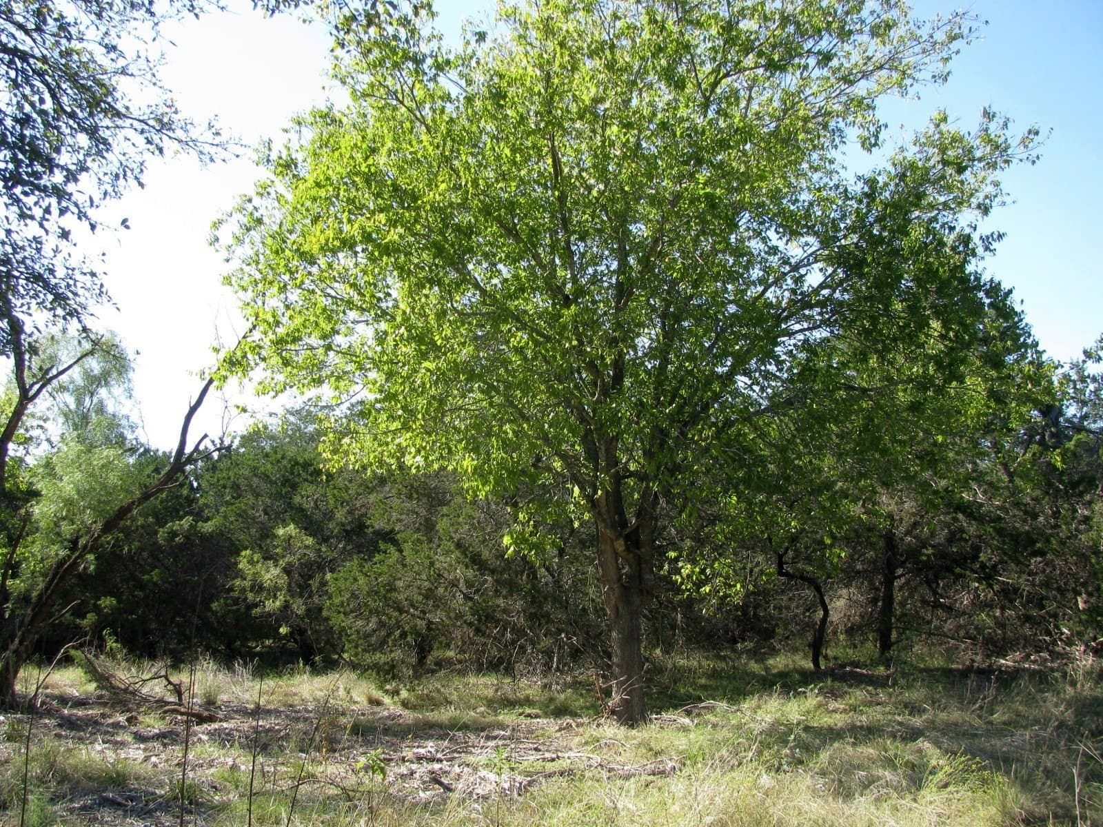 10.18 acres in Coryell County gallery image 2