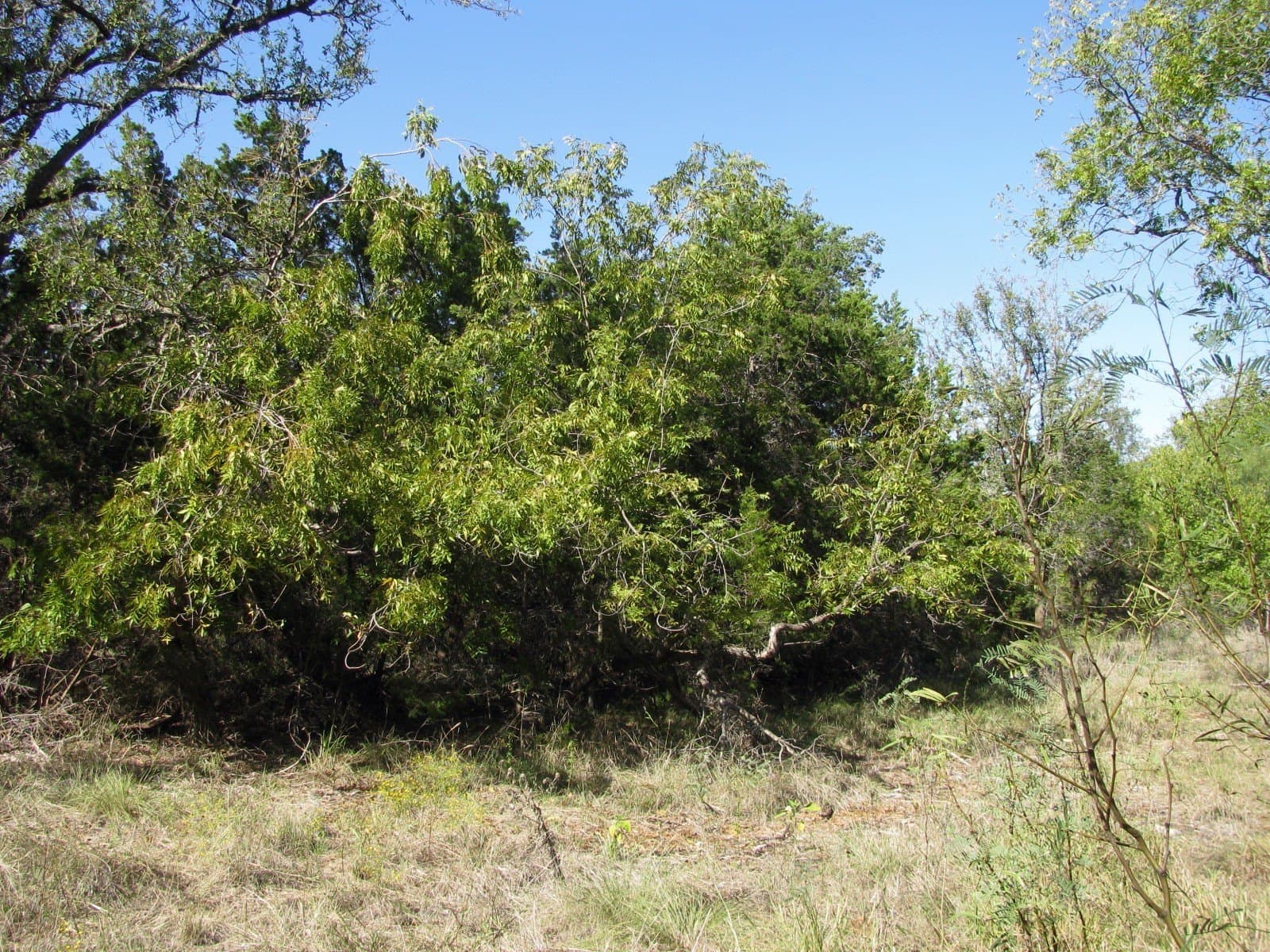 10.18 acres in Coryell County - photo 24