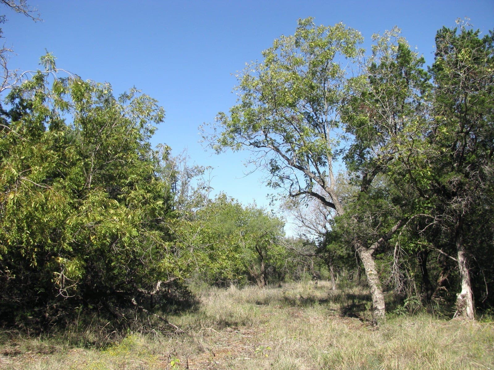 10.18 acres in Coryell County - photo 21