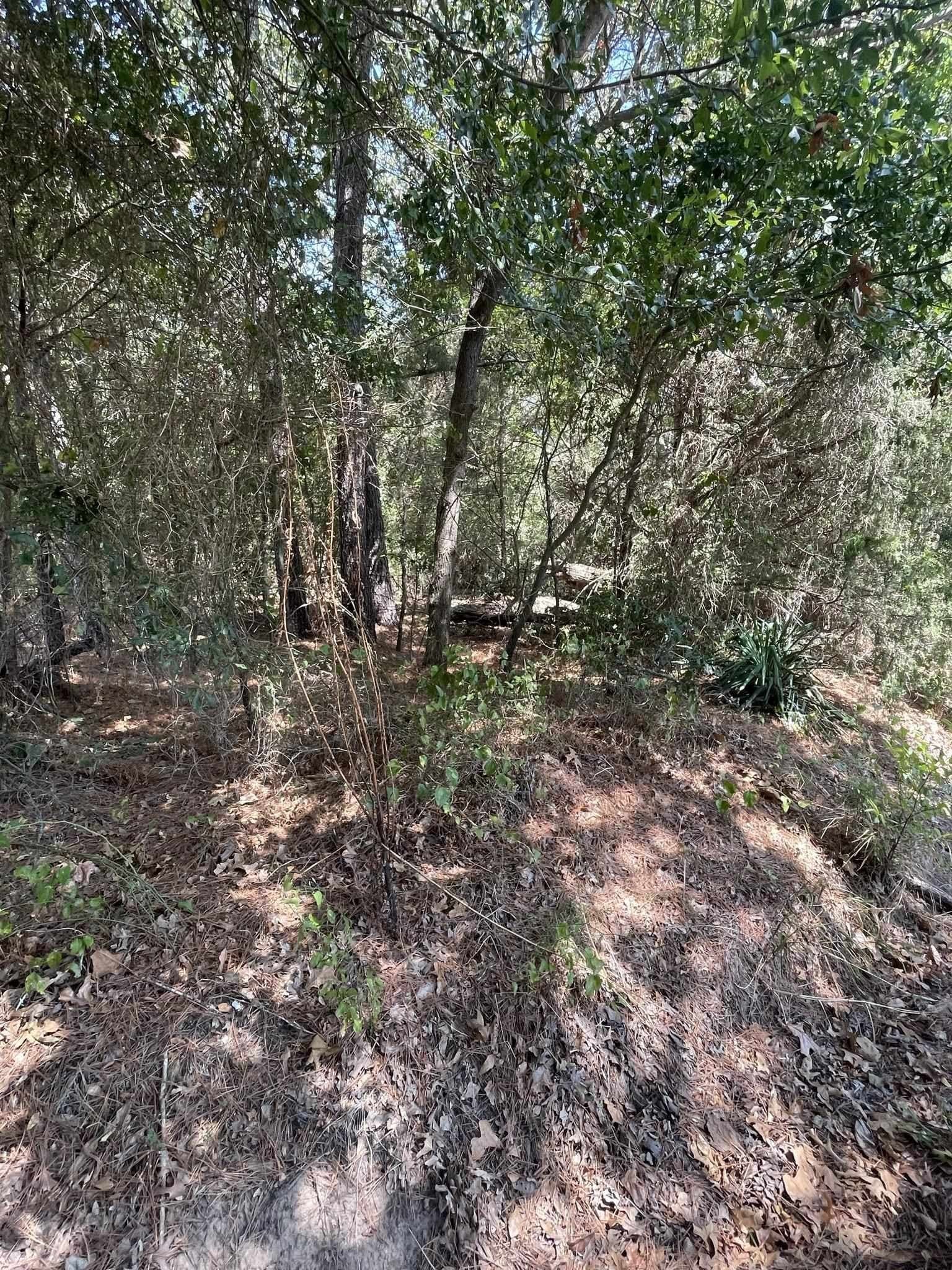 10 acres in Texas County gallery image 3