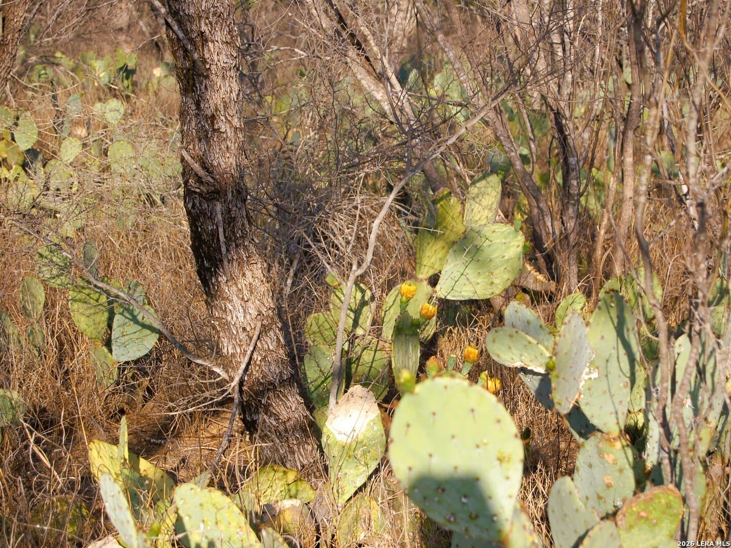 27.76 acres in Dimmit County - photo 22
