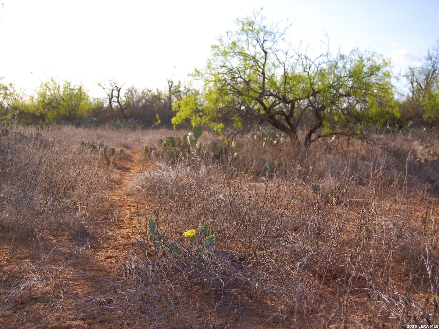 27.76 acres in Dimmit County - photo 28