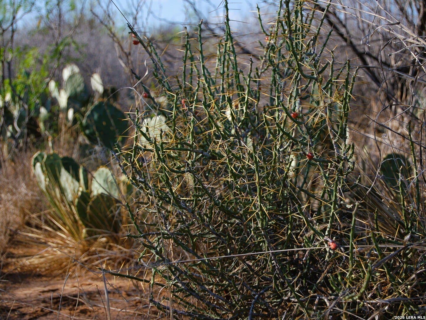 27.76 acres in Dimmit County - photo 11