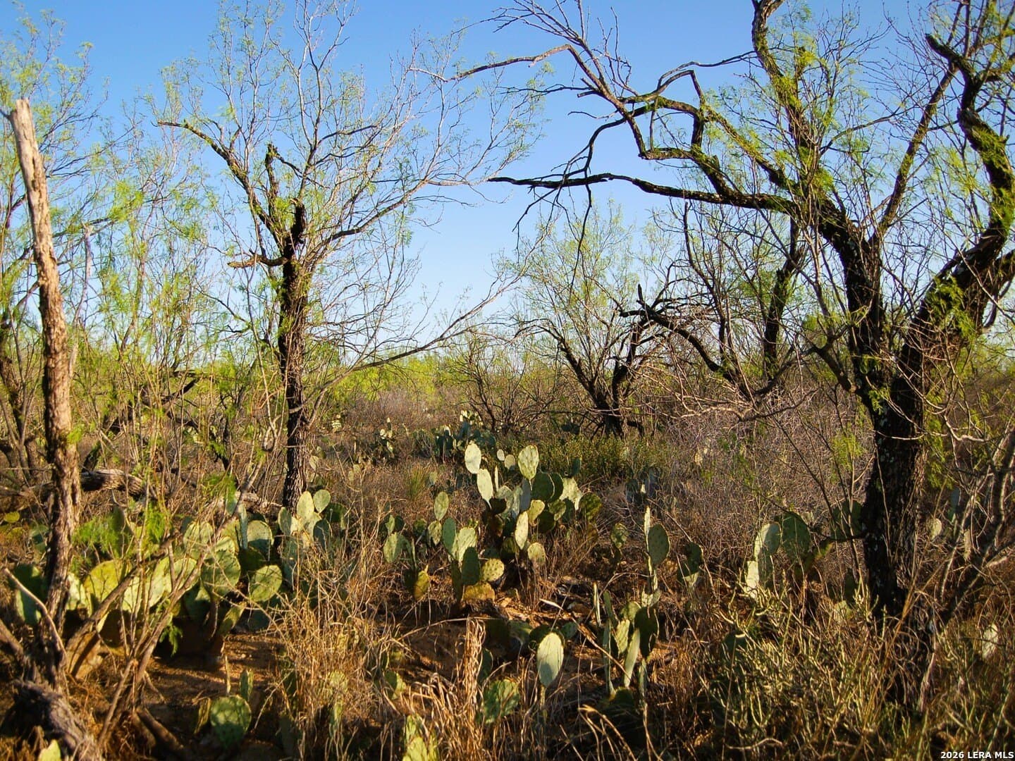 27.76 acres in Dimmit County - photo 38