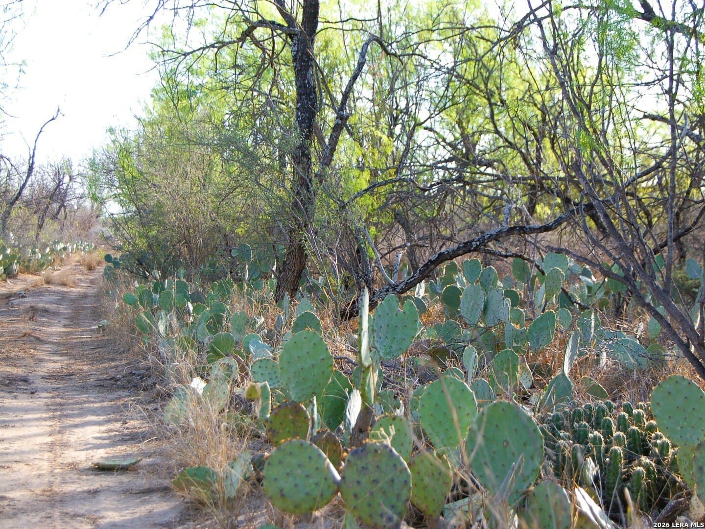 27.76 acres in Dimmit County - photo 16
