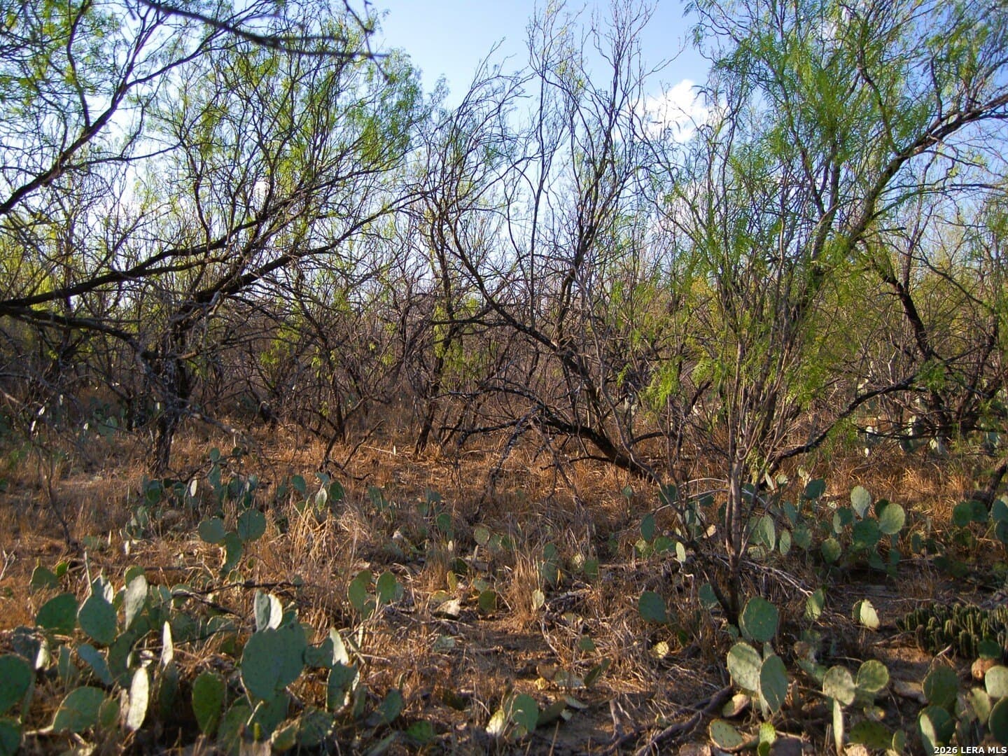 27.76 acres in Dimmit County - photo 23