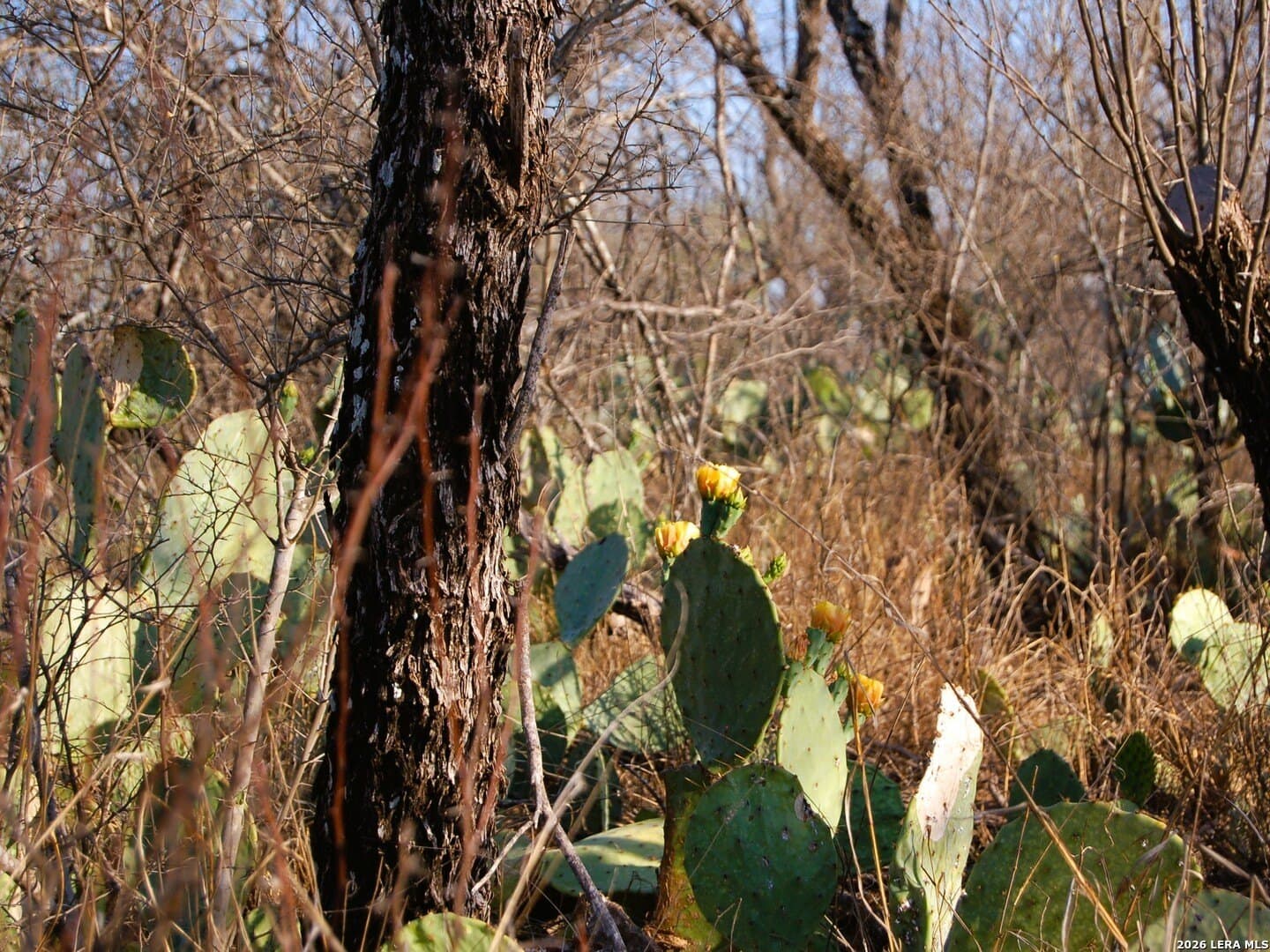 27.76 acres in Dimmit County - photo 18