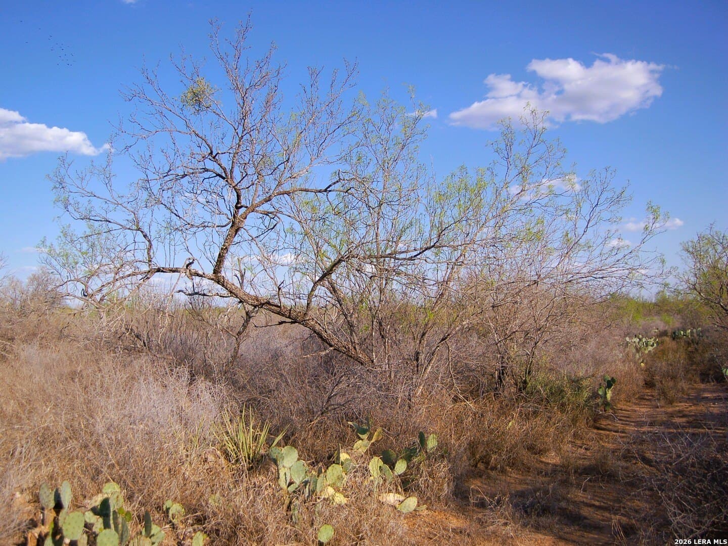 27.76 acres in Dimmit County - photo 8