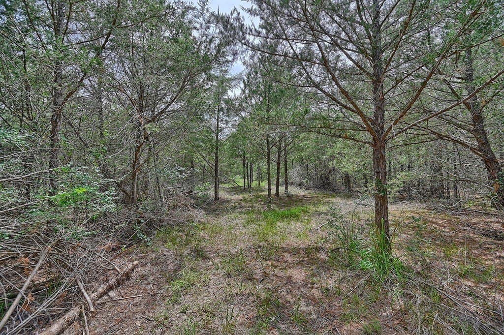 4 acres in Burleson County - photo 14