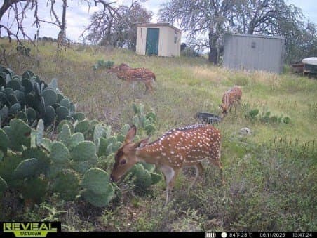 17.72 acres in Kimble County gallery image 2