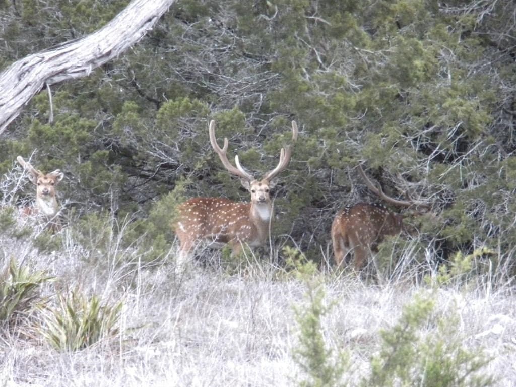 60.5 acres in Kerr County - photo 89