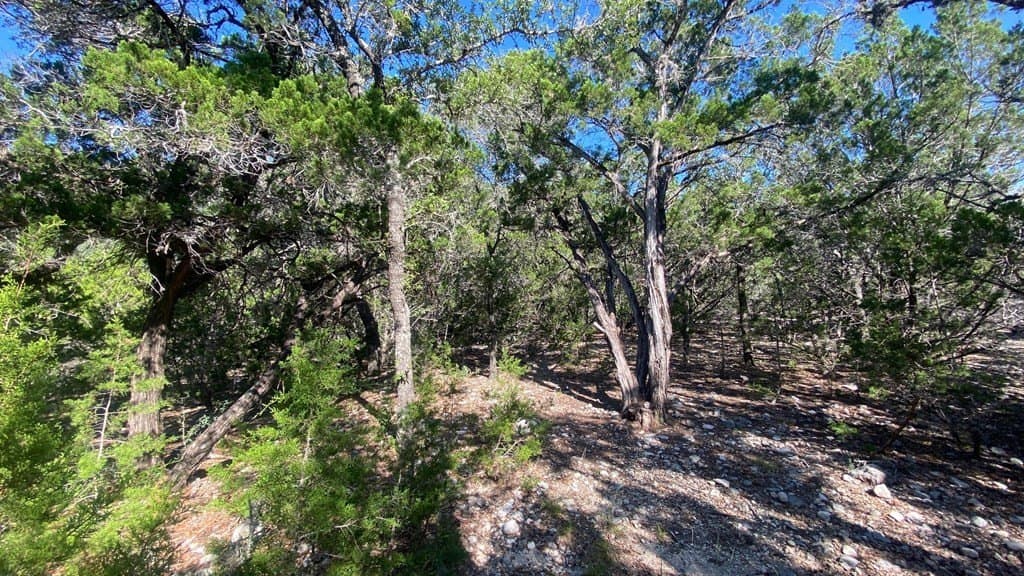 2.8 acres in Real County - photo 12