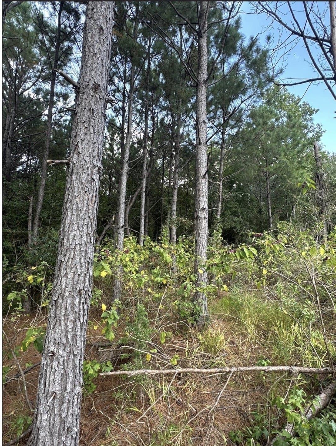 32.42 acres in Cass County featured view