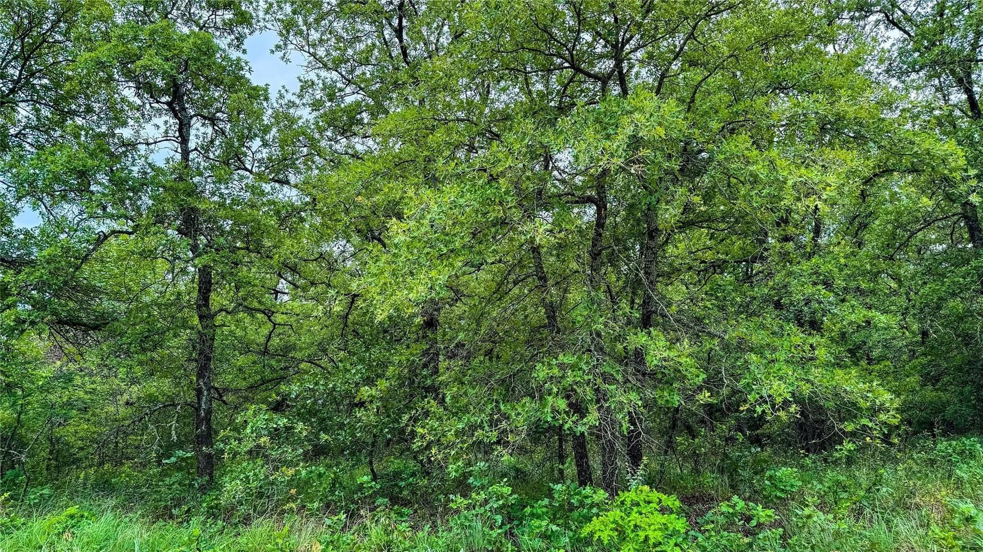 0.5 acres in Montague County - photo 17