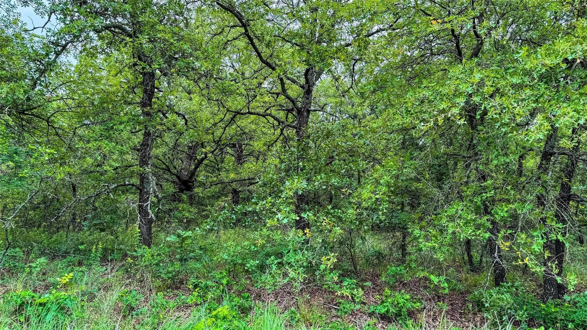 0.5 acres in Montague County - photo 19