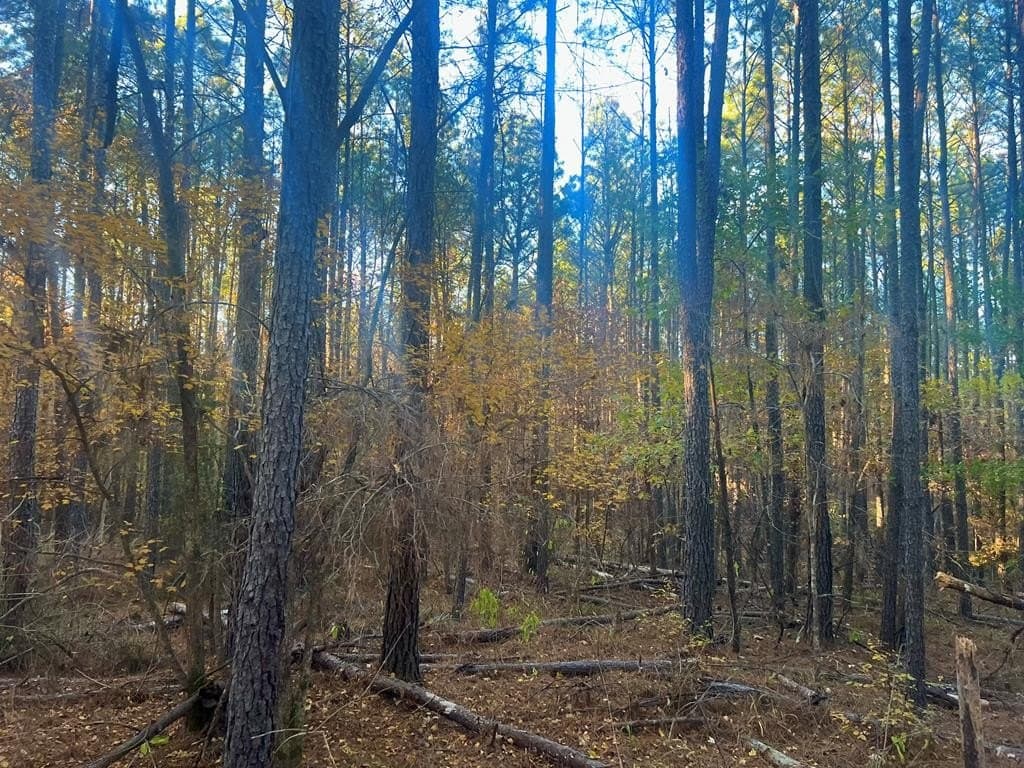 15 acres in Texas County featured view