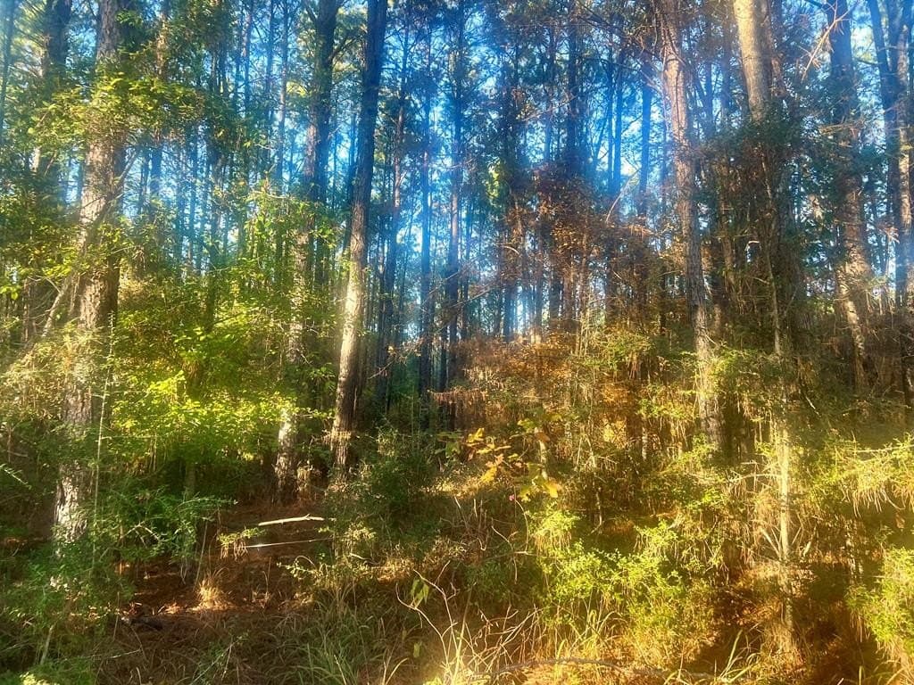 15 acres in Texas County gallery image 4