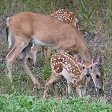 10.2 acres in Hood County featured view