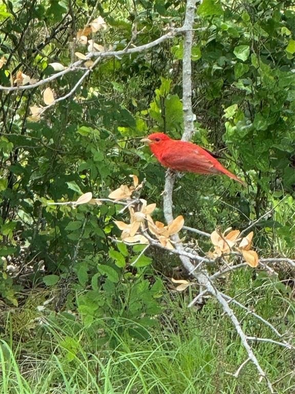 10.2 acres in Hood County gallery image 4