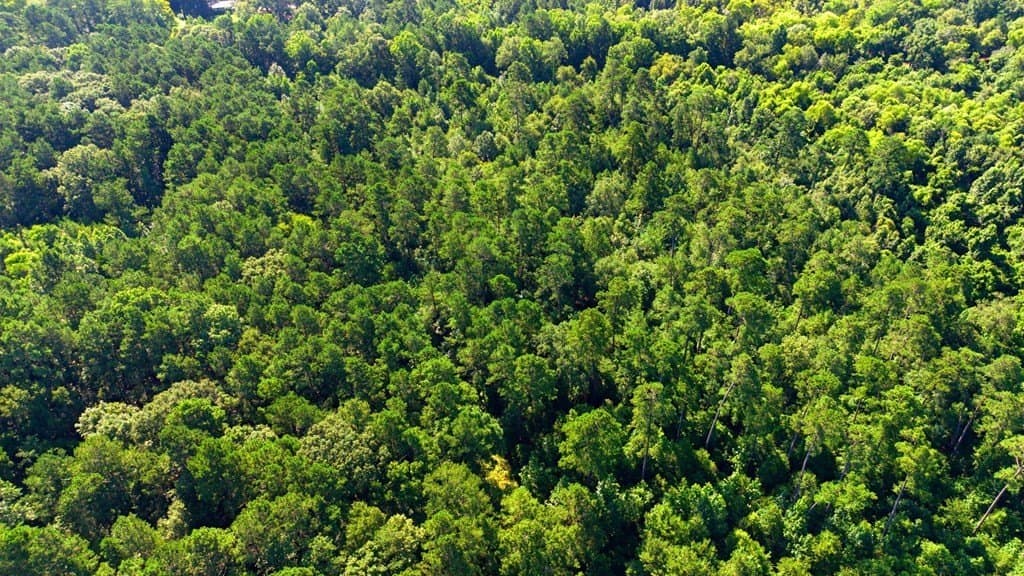 4.45 acres in Texas County - photo 10