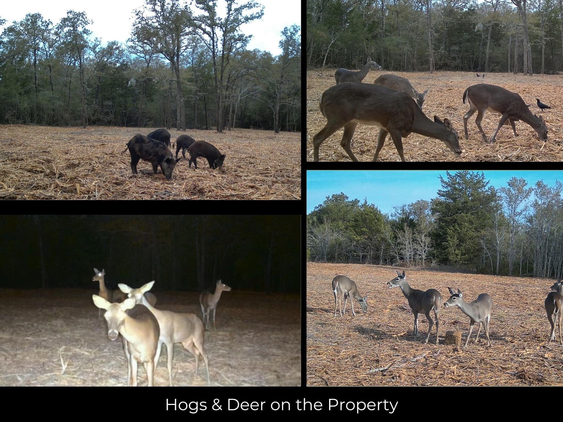 11 acres in Burleson County - photo 26