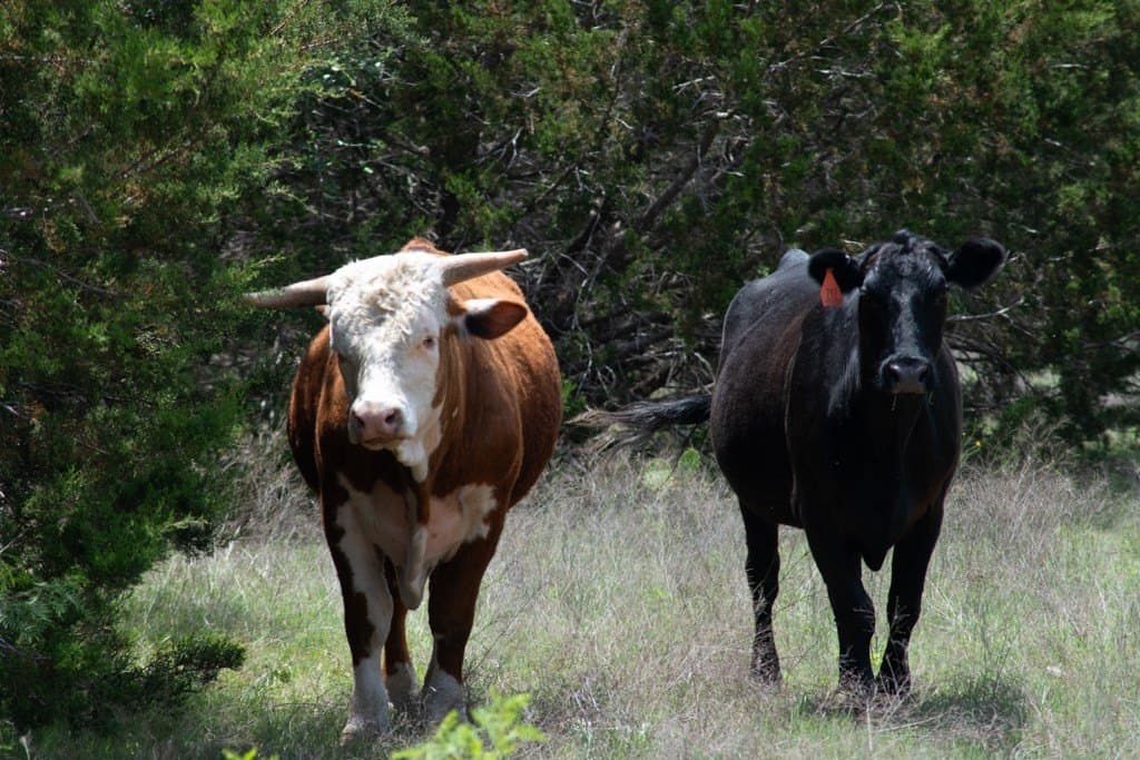289 acres in Lampasas County - photo 15