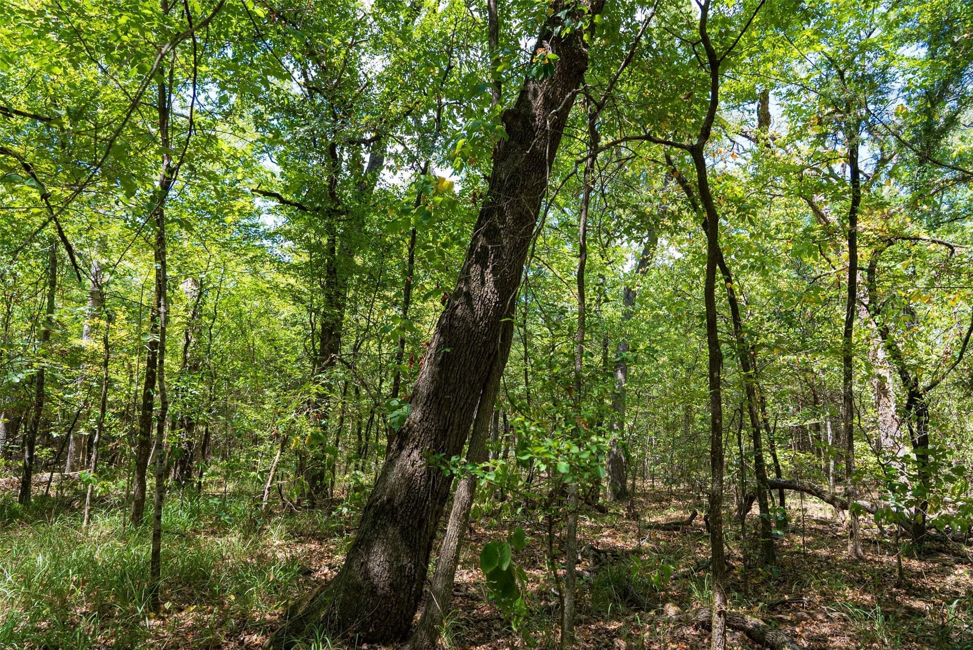 20.22 acres in Henderson County - photo 10