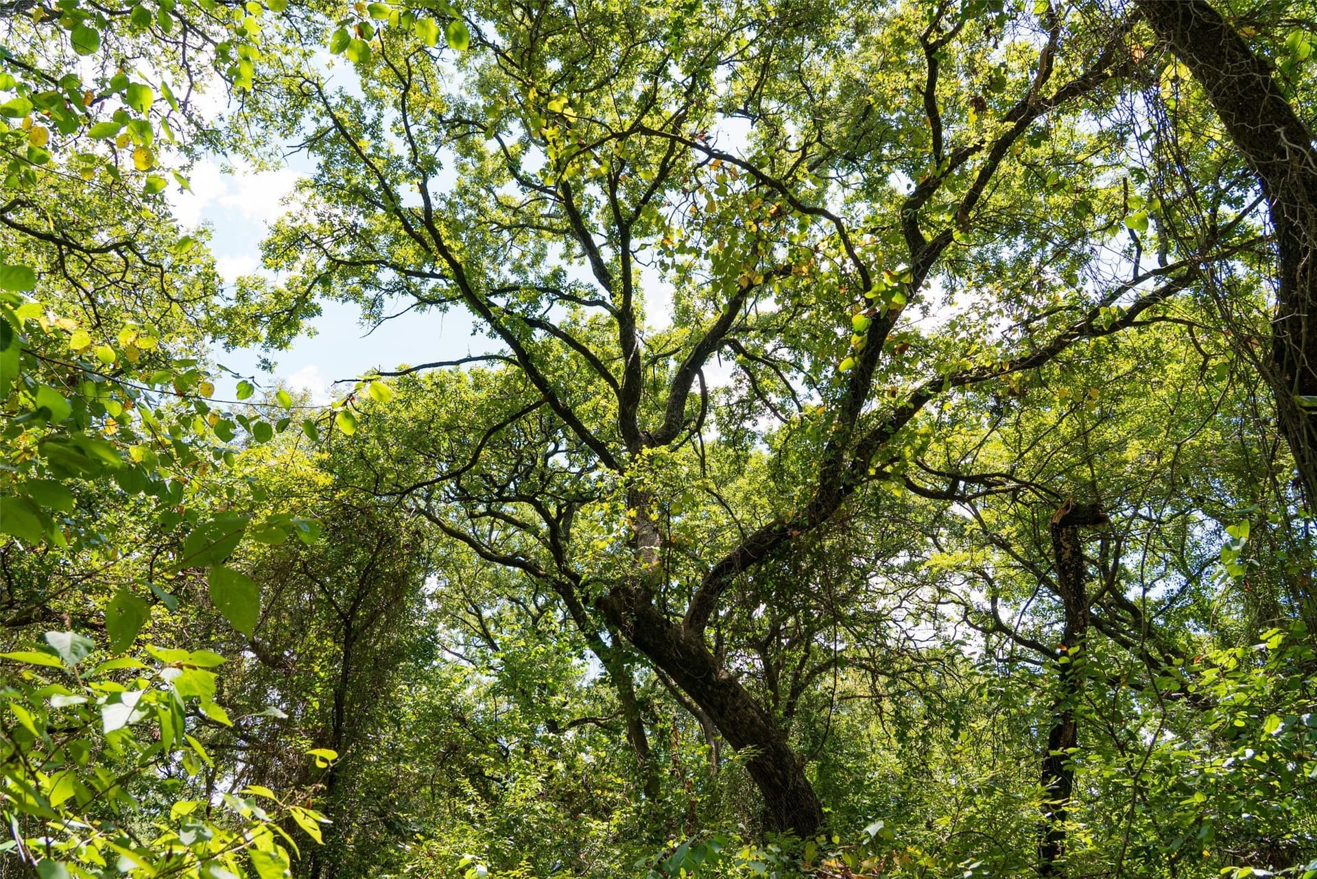 20.22 acres in Henderson County - photo 4