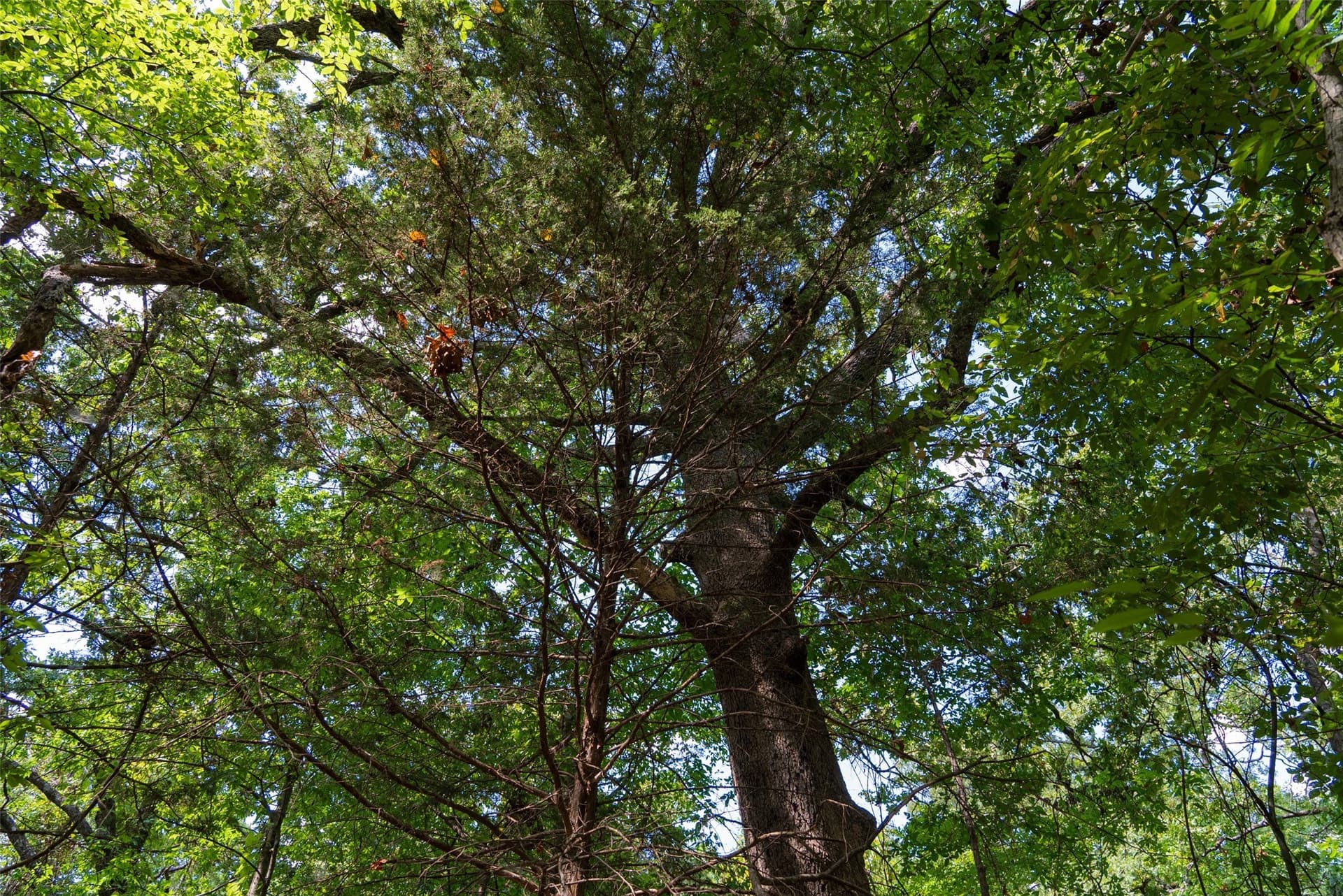 20.22 acres in Henderson County - photo 11