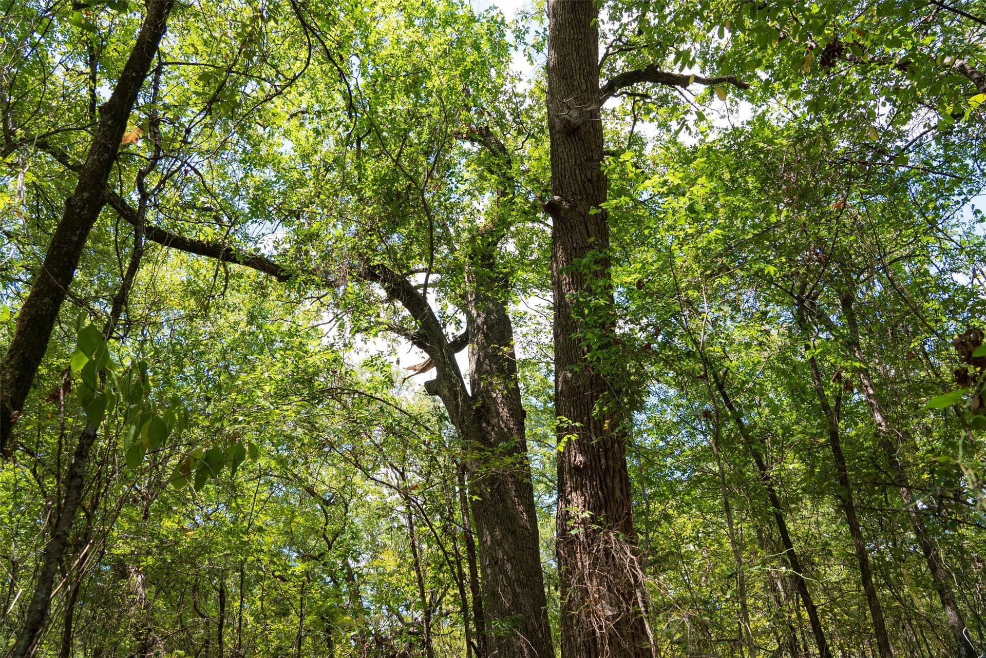 20.22 acres in Henderson County - photo 23