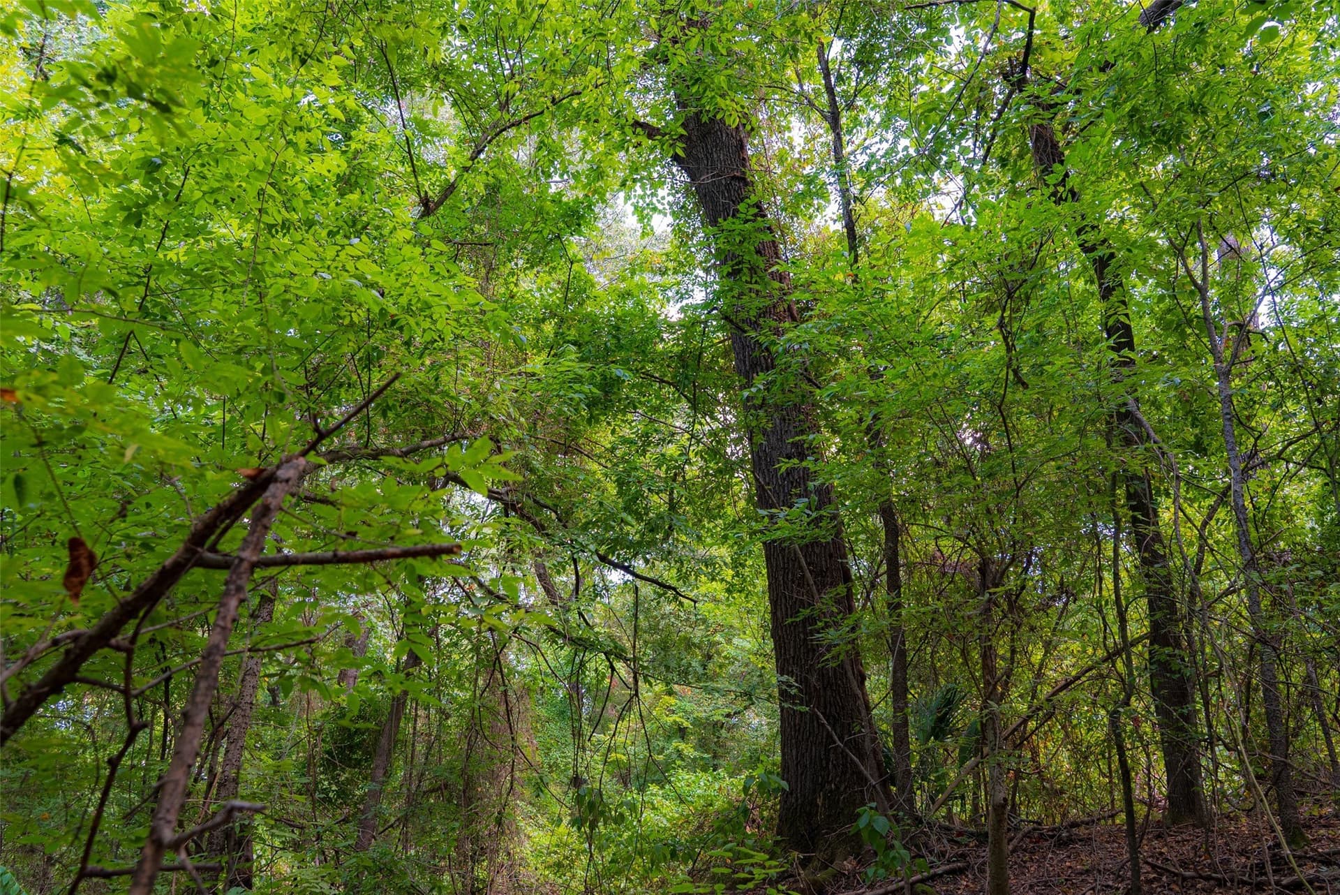 20.22 acres in Henderson County - photo 24