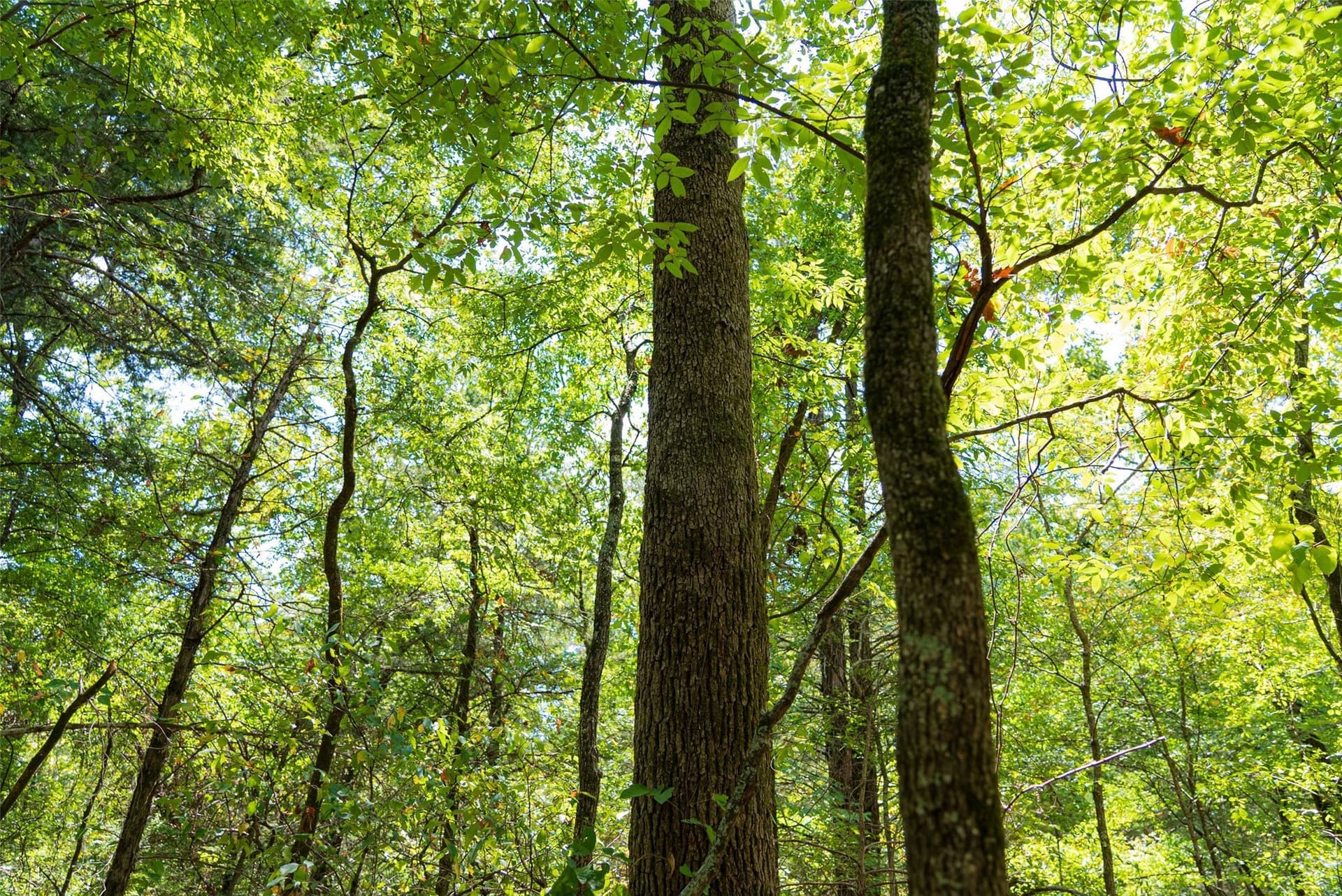 20.22 acres in Henderson County - photo 15