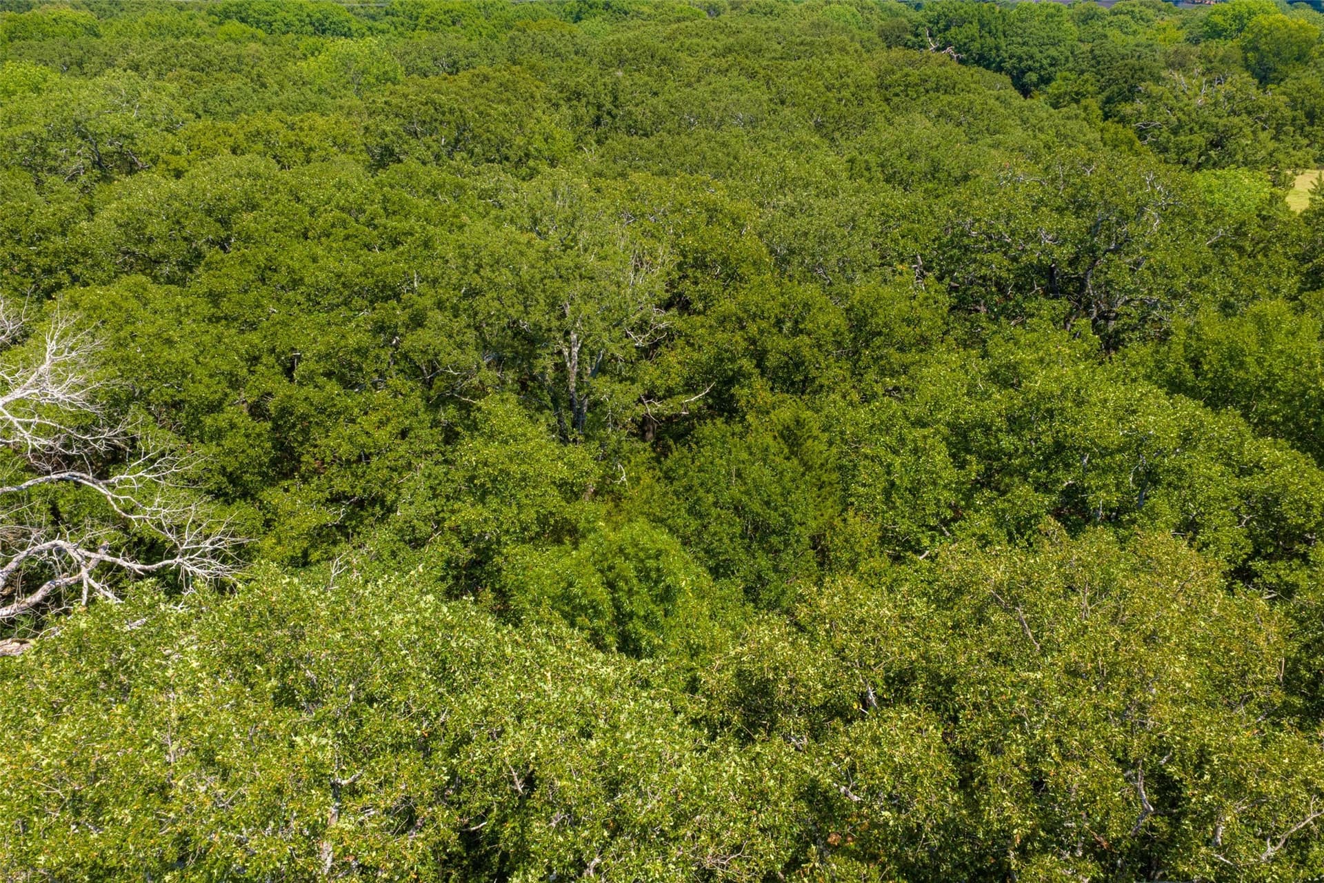 20.22 acres in Henderson County - photo 14