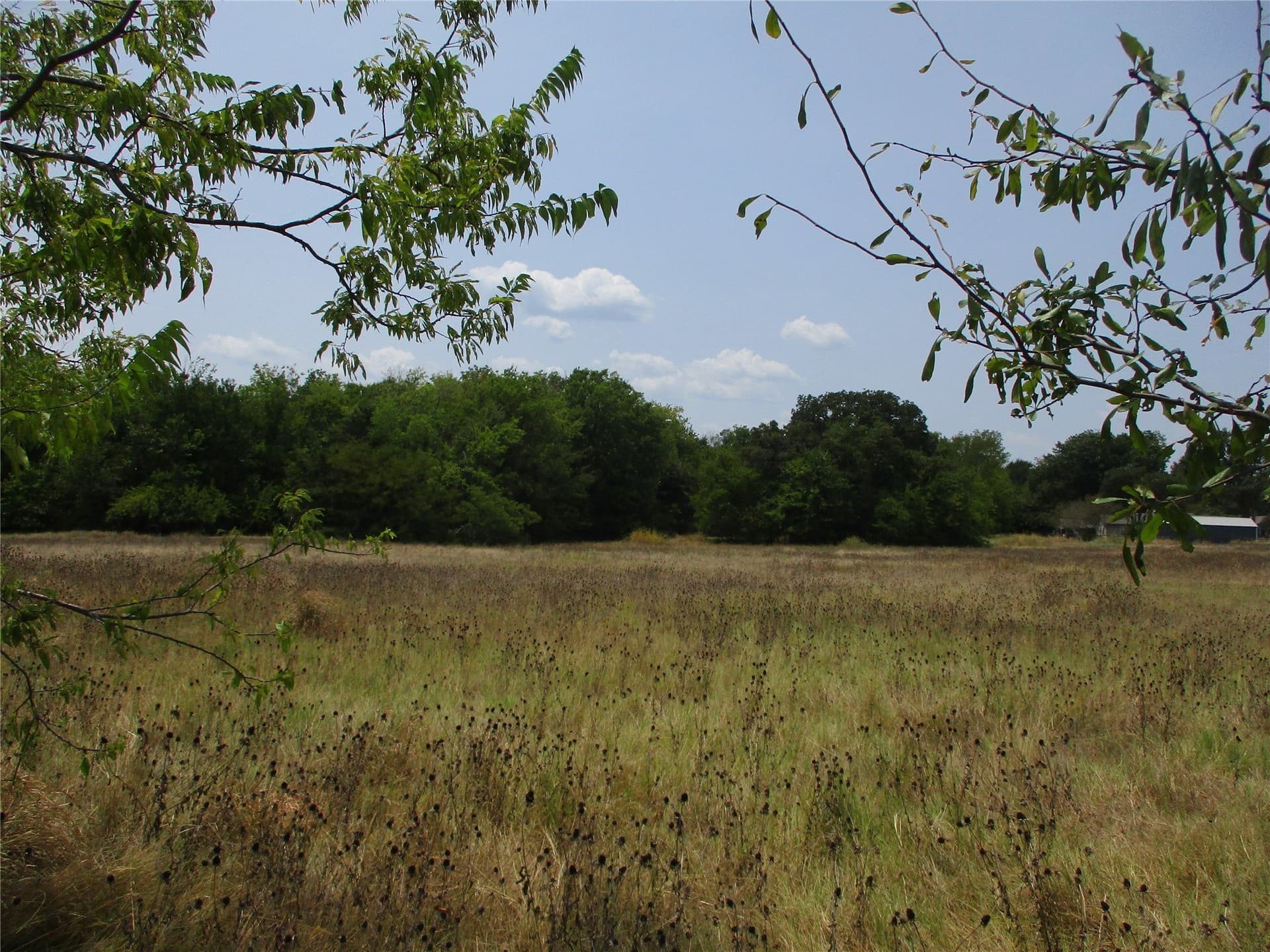 4.44 acres in Rains County gallery image 4