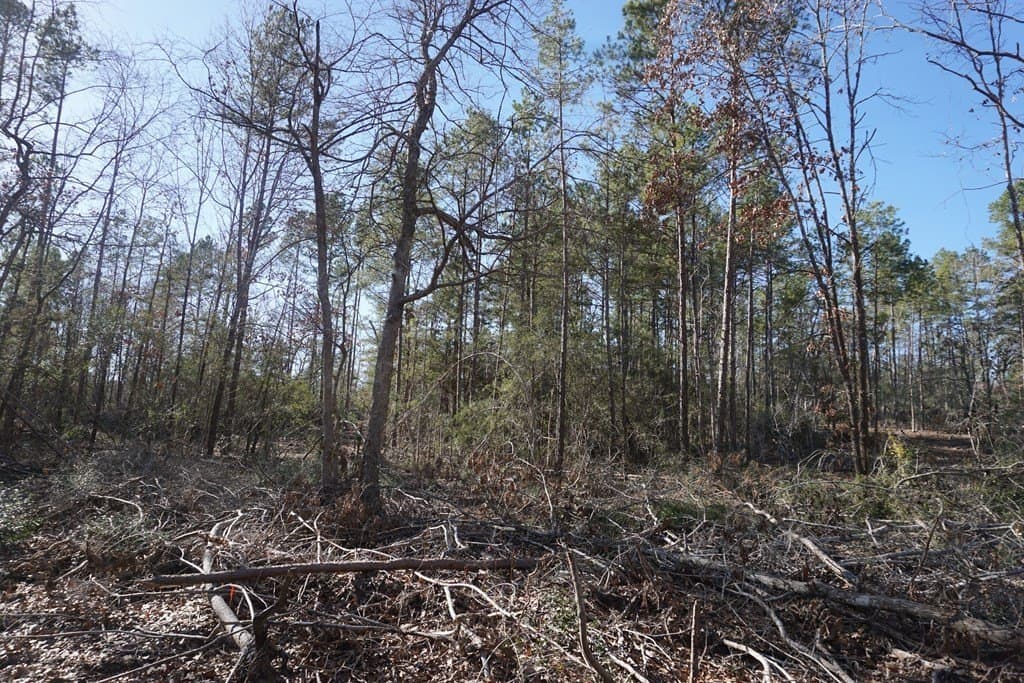 16.92 acres in LEON County gallery image 4