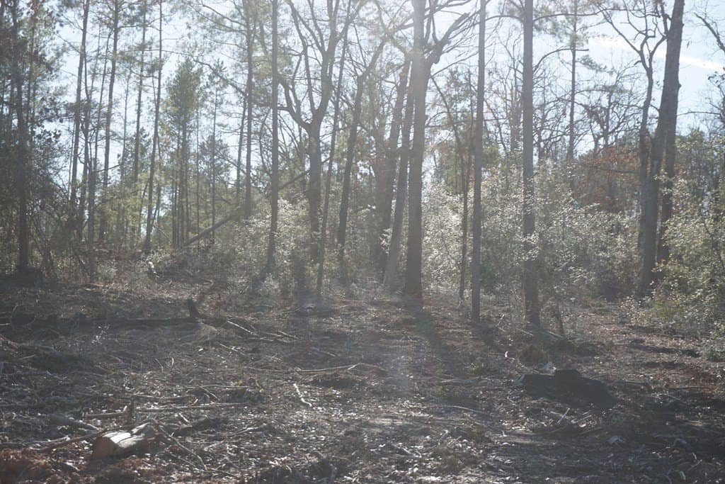 16.92 acres in LEON County gallery image 2