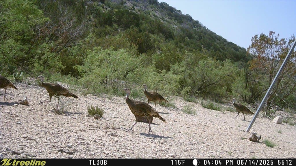 686 acres in Terrell County - photo 33