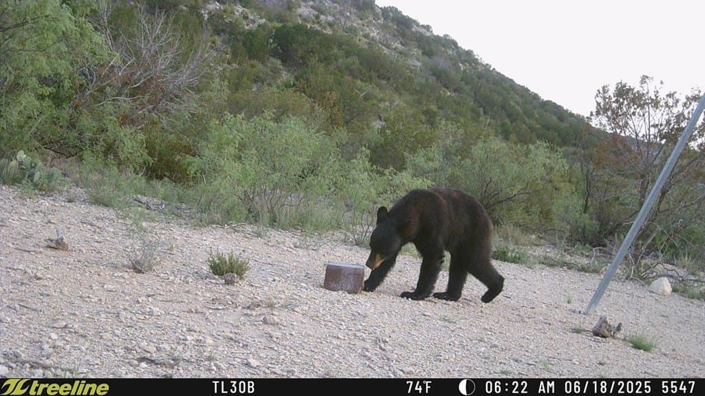 686 acres in Terrell County - photo 7