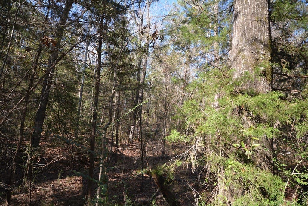 18 acres in Texas County gallery image 4