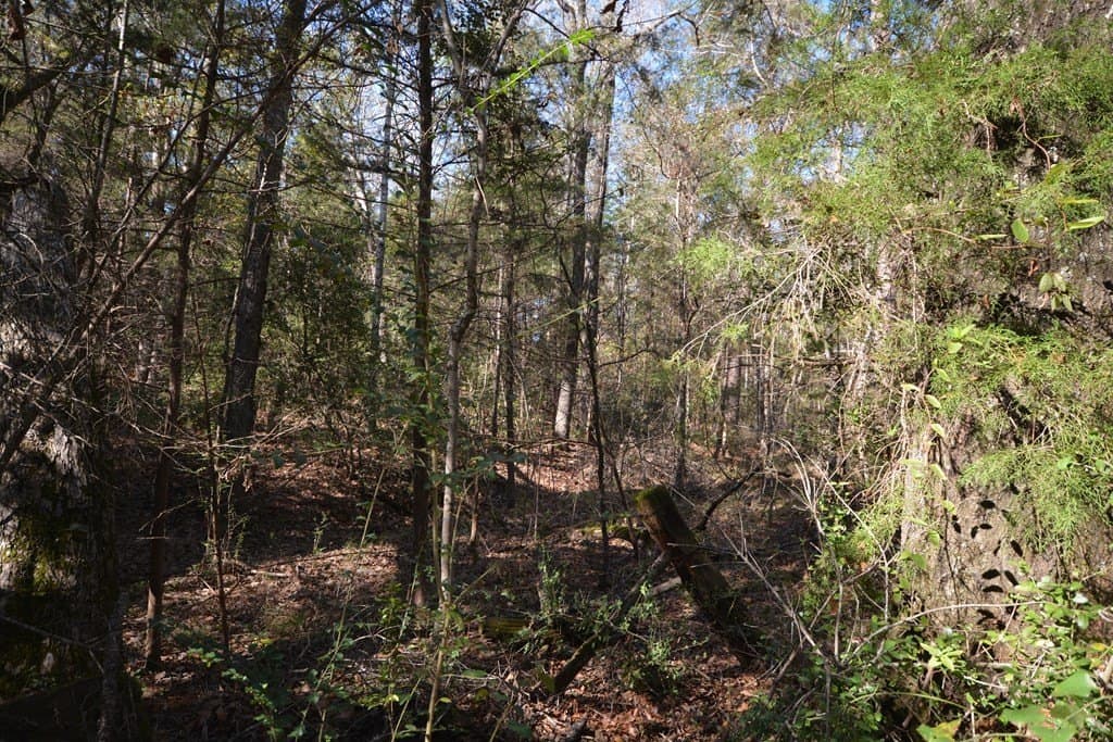 18 acres in Texas County gallery image 3