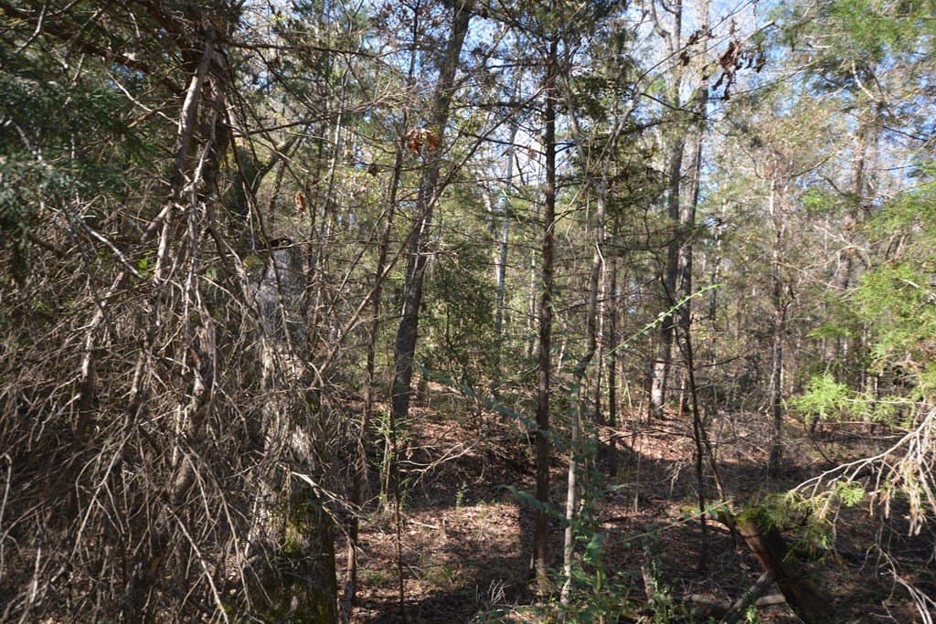 18 acres in Texas County featured view