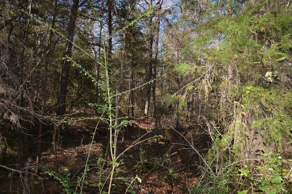 18 acres in Texas County gallery image 2