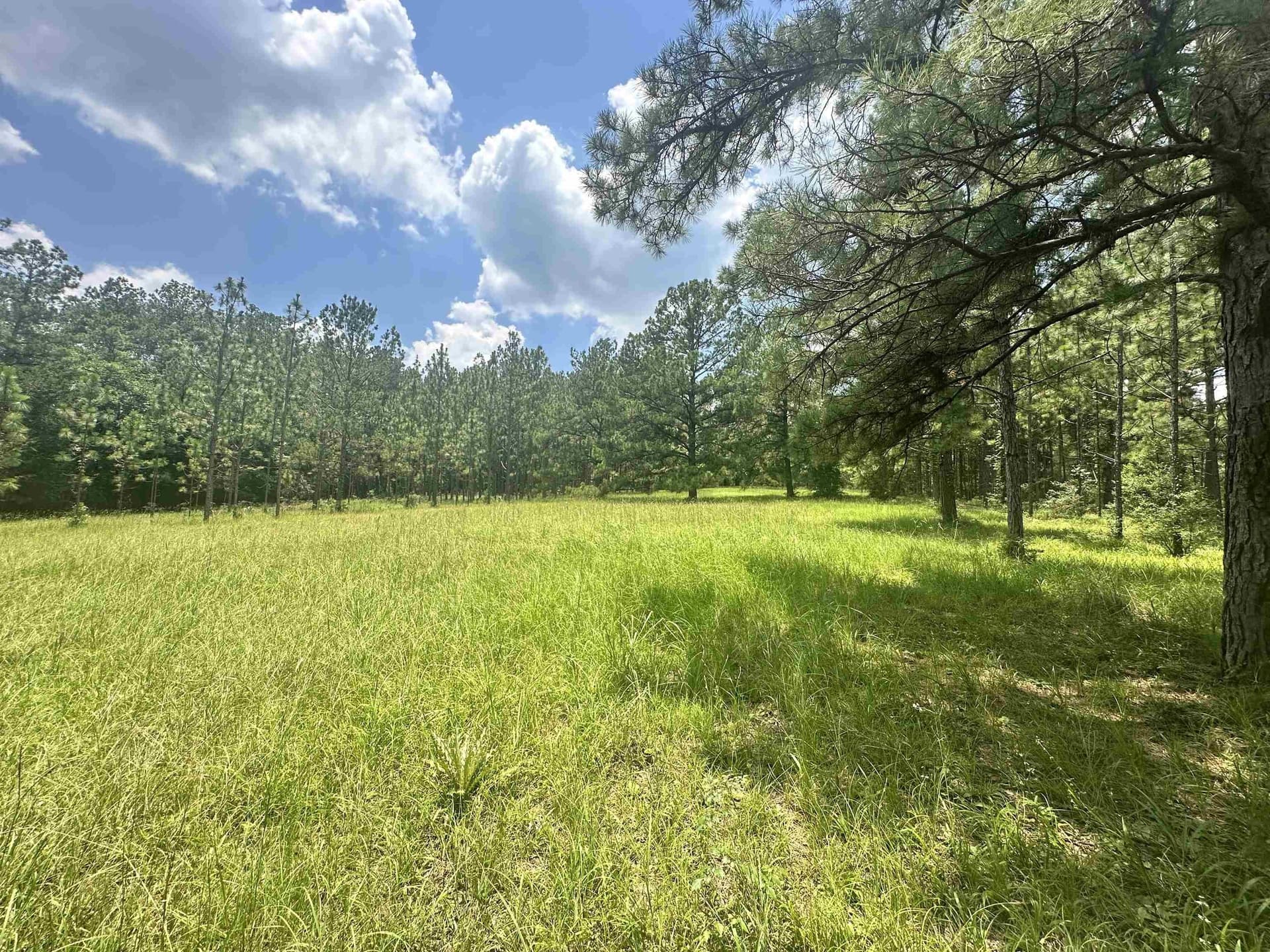 16.54 acres in Texas County featured view