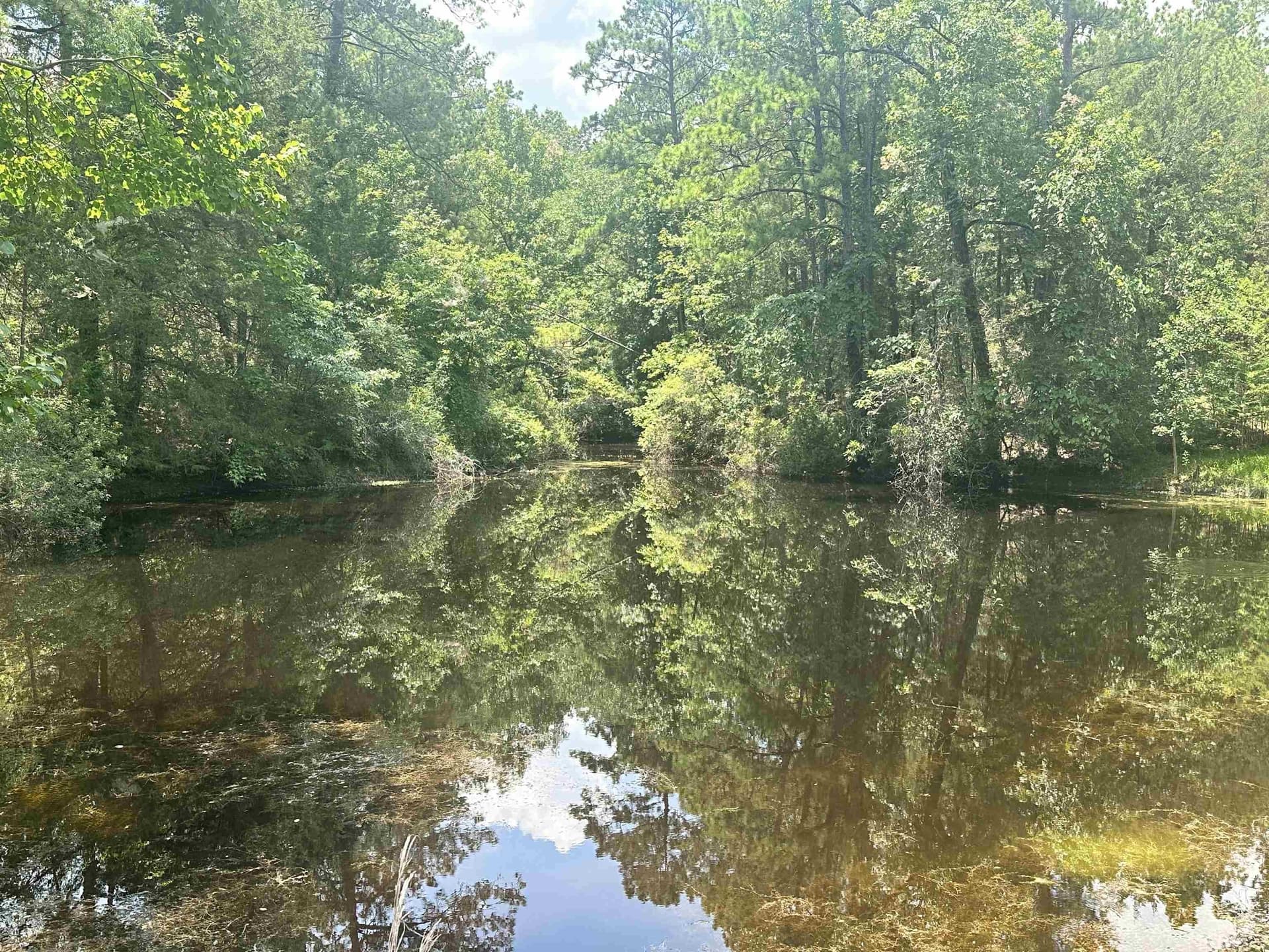 16.54 acres in Texas County gallery image 2