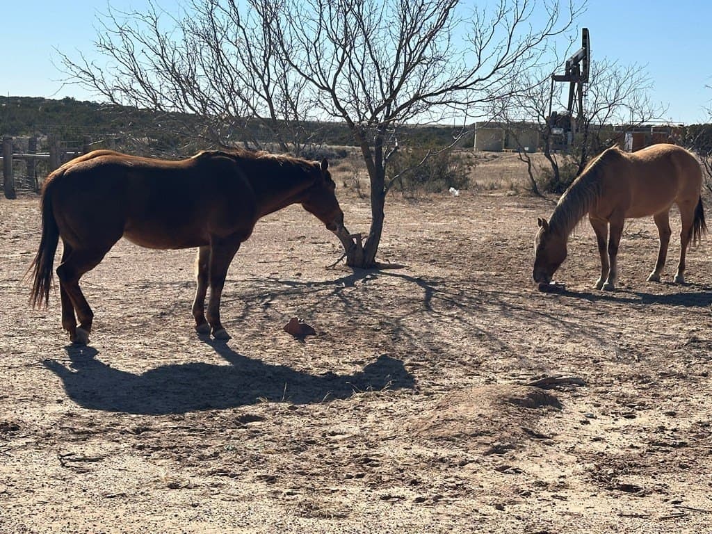 160 acres in Scurry County featured view