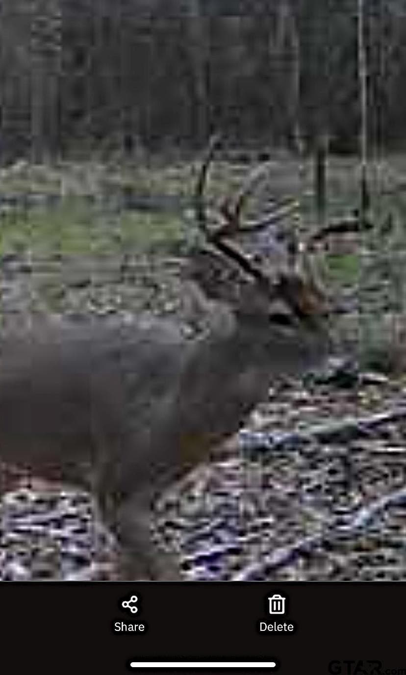 77.96 acres in Red River County gallery image 3