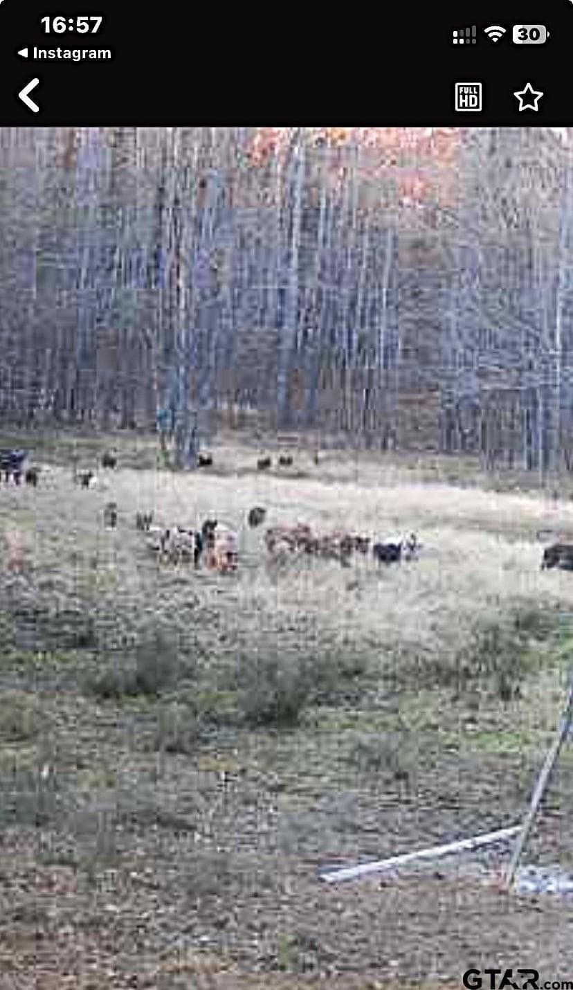 77.96 acres in Red River County - photo 6