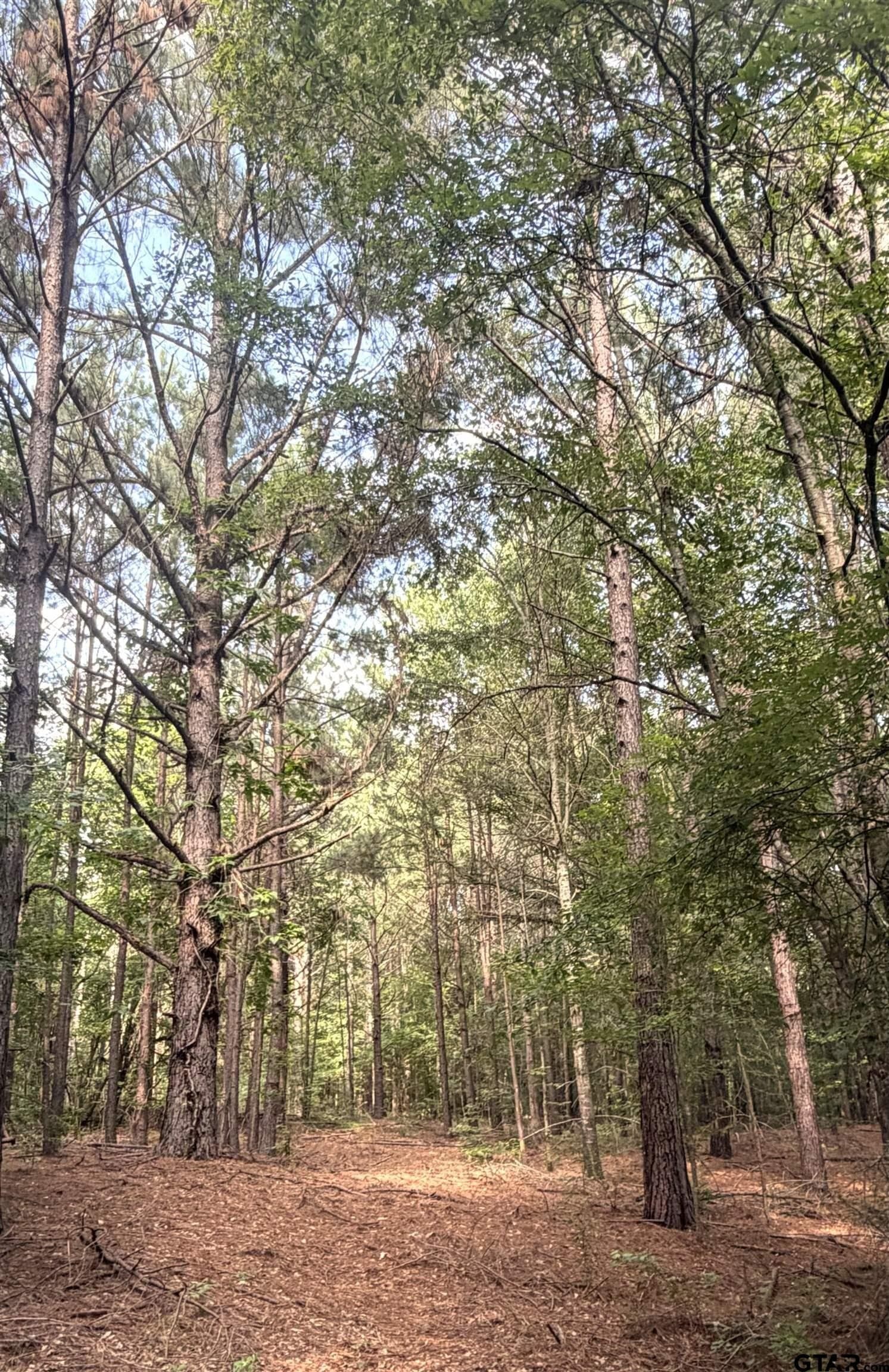 77.96 acres in Red River County - photo 8