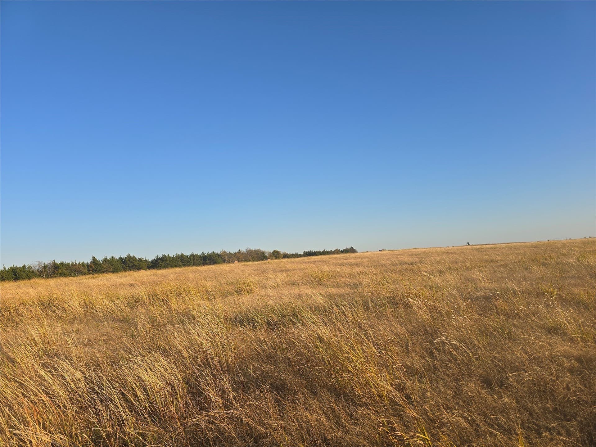 35 acres in Lamar County gallery image 4