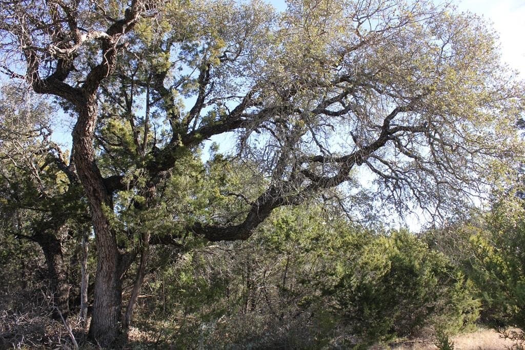 50 acres in Texas County - photo 8